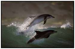 Photography-Of-Dolphins