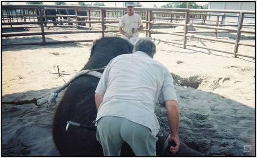 Training-Process-of-Young-Elephants-18