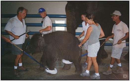 Training-Process-of-Young-Elephants-8